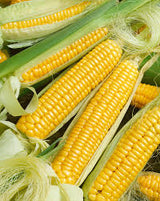 Semences maïs Golden Bantam héritage Québec - Graines maïs jaune patrimonial zone 4b