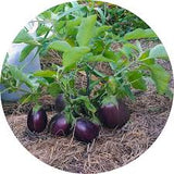 Aubergine - Morden Midget - Semences Québec | Les Semis de la Seigneurie