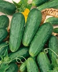 Concombre - Pickle (Semences)