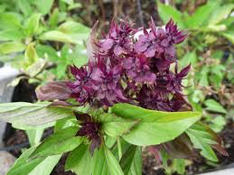 Basilic Thaï – Semences Québec | Les Semis de La Seigneurie