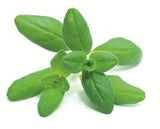 Oregano – Quebec Seeds | The Lordship Seedlings 