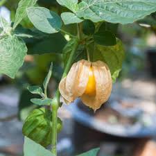 Cerise de Terre Aunt Molly - Semences Québec | Les Semis de la Seigneurie