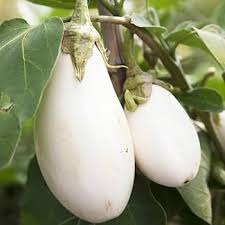 Aubergine Snowy - Semences Québec | Les Semis de la Seigneurie