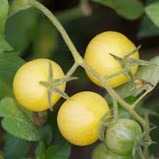 Tomate Blanche (Cerise) - Semences Québec | Les Semis de la Seigneurie