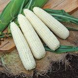 Maïs Freedom - Semences Québec | Les Semis de la Seigneurie