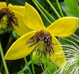 Clématite - Jaune (Tangutica) (Semences)