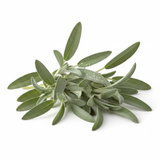 Sauge - Semences Québec | Les Semis de la Seigneurie