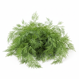 Aneth - Semences Québec | Les Semis de la Seigneurie