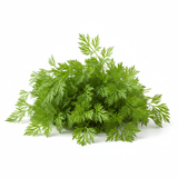 Cerfeuil - Semences Québec | Les Semis de la Seigneurie