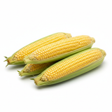 Maïs Golden Bantam - Semences Québec | Les Semis de la Seigneurie