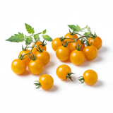 Tomate Gold Nugget (Cerise) - Semences Québec | Les Semis de la Seigneurie