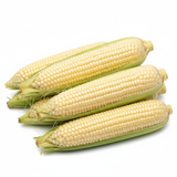 Maïs Freedom - Semences Québec | Les Semis de la Seigneurie