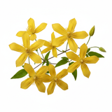 Clématite Jaune Tangutica - Semences Québec | Les Semis de la Seigneurie