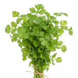 Coriander