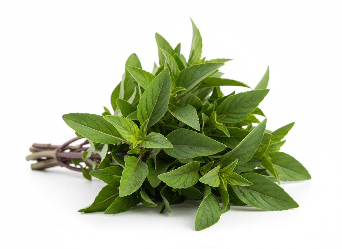 Basilic Thaï – Semences Québec | Les Semis de La Seigneurie