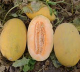 Melon Hami - Semences Québec | Les Semis de la Seigneurie