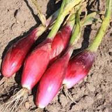 Oignon - Rossa Lunga di Firenze - Semences Québec | Les Semis de la Seigneurie