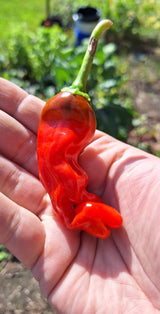 Piment - Pénis (Peter) (Pot)