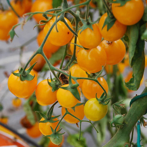 Tomate - Gold Nugget (Cerise) (Semences)
