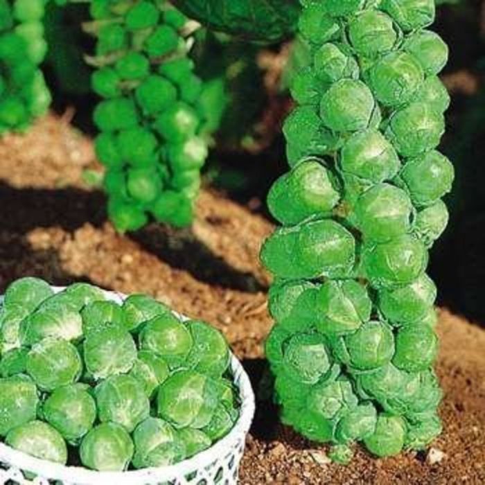 Chou de Bruxelles (Plant)