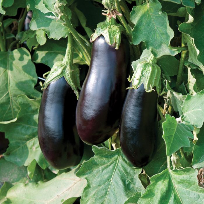 Aubergine - Black Beauty