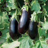 Graines aubergine Black Beauty violette Québec - Semences aubergine classique zone 4b
