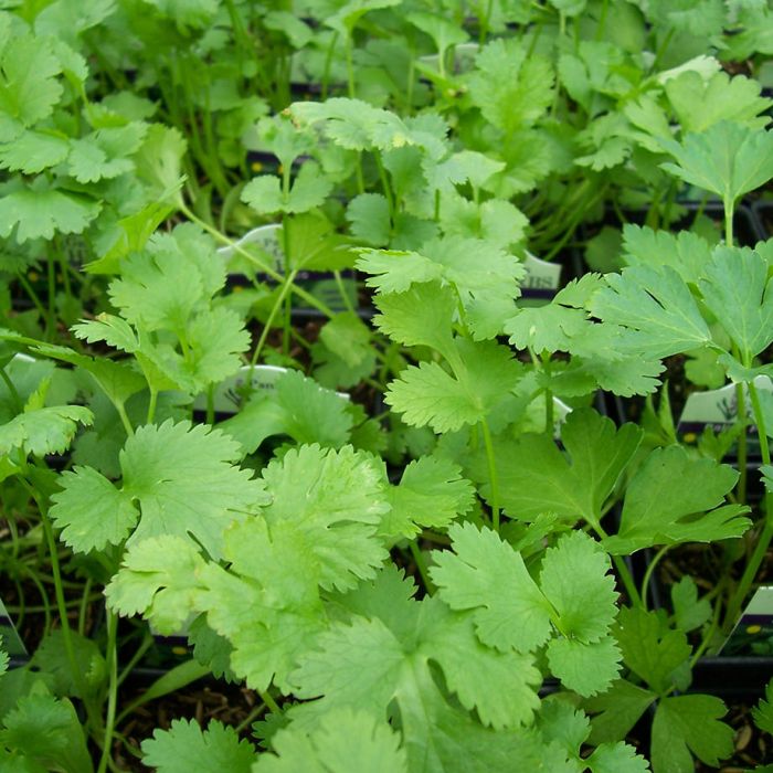 Coriandre (Plant)