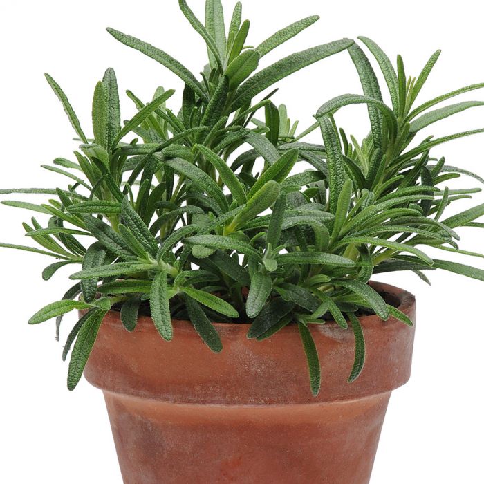 Romarin (Pot)