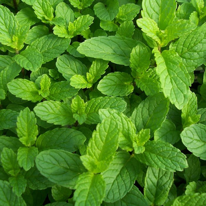 Menthe (Pot)
