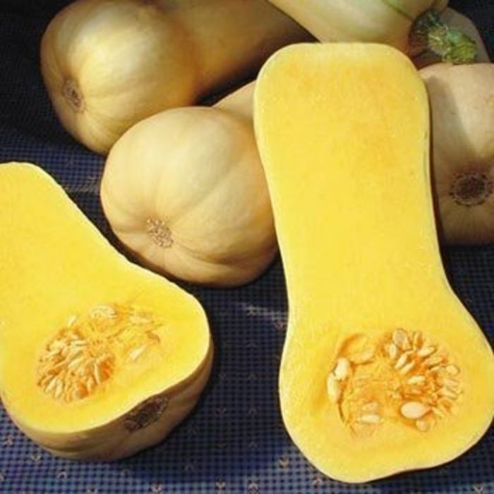 Courge - Butternut (Waltham) (Plant)