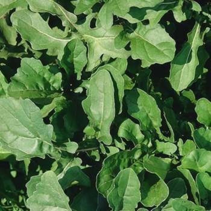 Arugula Salad (Crate of 6)