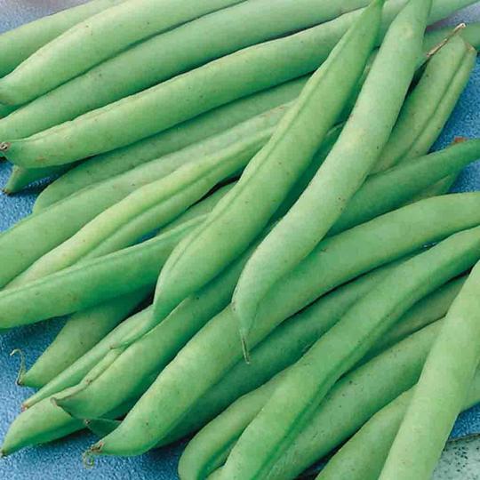 Haricot - Vert (Lewis)