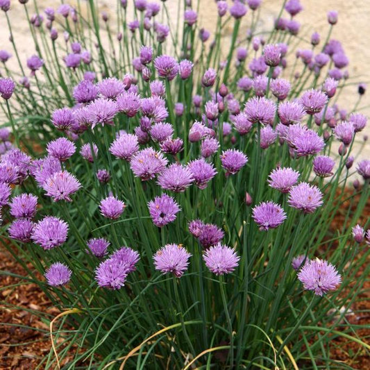 Chives