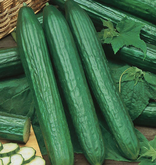 Cucumber - English type