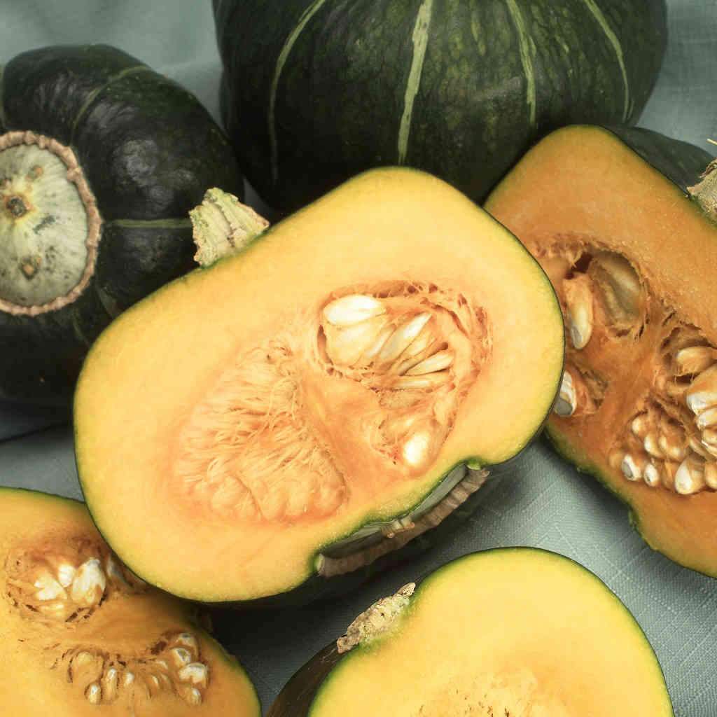 Courge - Buttercup (Plant)