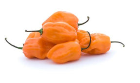 Graines piment habanero orange très fort Québec - Semences habanero fruité zone 4b