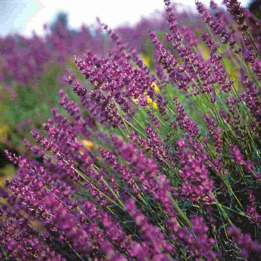 Lavande (Plant)