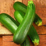 Semences courgette verte Black Beauty productive Québec - Graines zucchini zone 4b