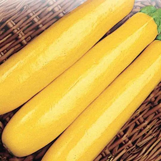 Courgette - Jaune (Golden Delight) (Plant)