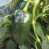 Semences piment poblano Bastan doux Québec - Graines poblano farcir zone 4b