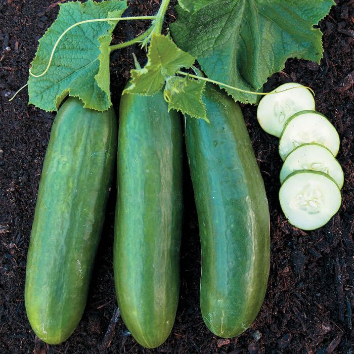 Concombre - Libanais (Plant)