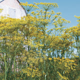 Semences aneth aromatique marinades Québec - Graines aneth frais conserves zone 4b