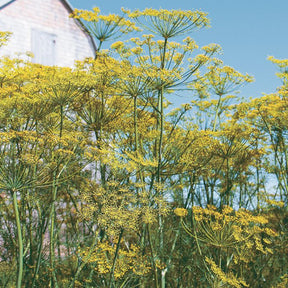 Semences aneth aromatique marinades Québec - Graines aneth frais conserves zone 4b