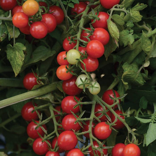 Tomate - Candyland red (Bleuet) (Indéterminée)