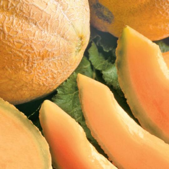 Cantaloupe
