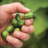 Semences de cucamelon concombre miniature mexicain Québec - Variété unique Les Semis de La Seigneurie