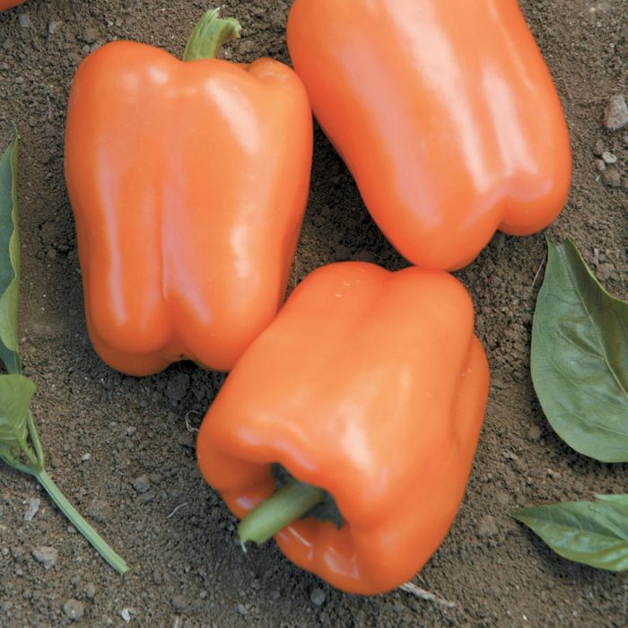 Poivron - Orange (Orange Blaze) (Plant)