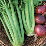 Semences céleri Utah croquant Québec - Graines céleri branche zone 4b